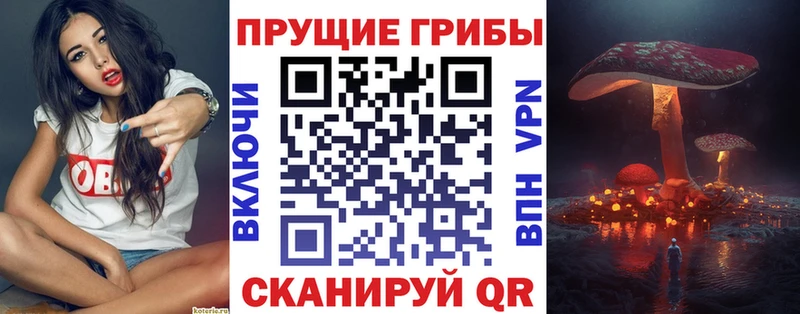 закладка  Алатырь  Галлюциногенные грибы Psilocybine cubensis 